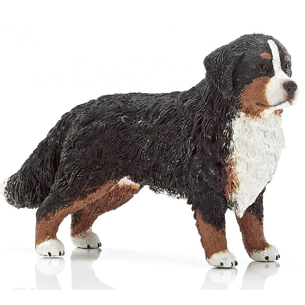 bovaro del bernese femmina