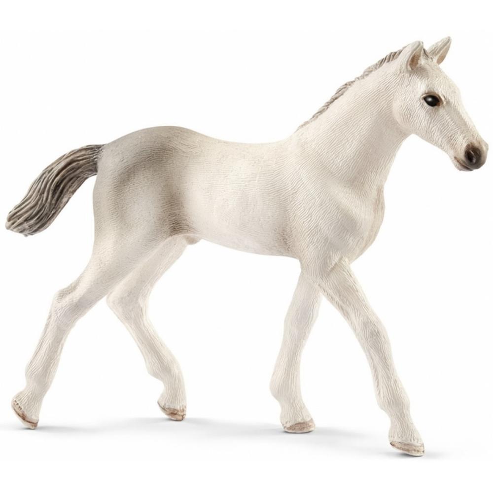 puledro holstein