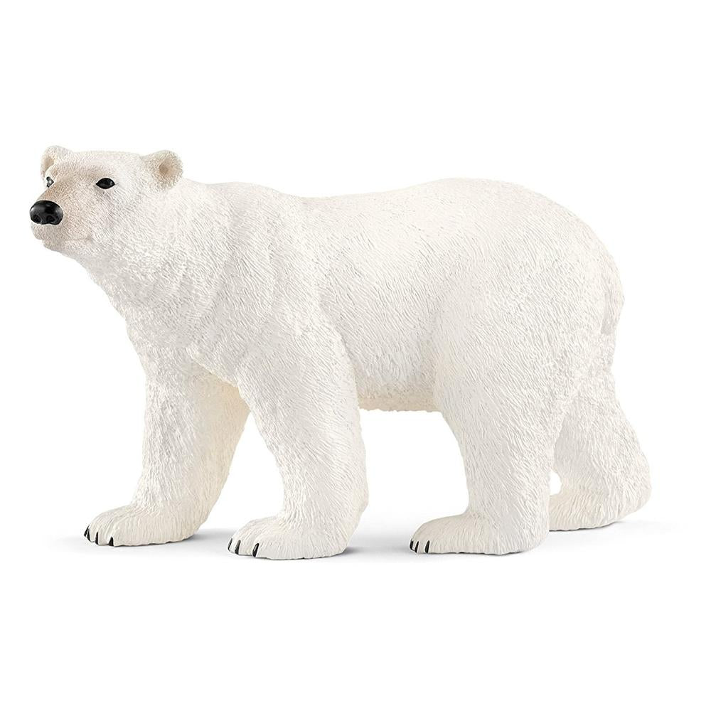 orso polare