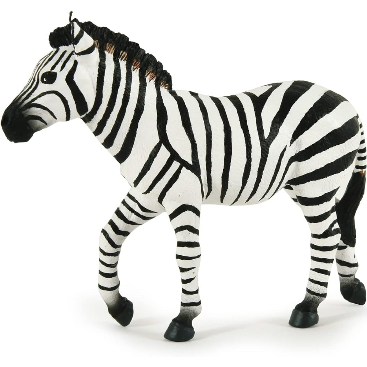 zebra maschio