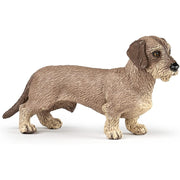 dachshund