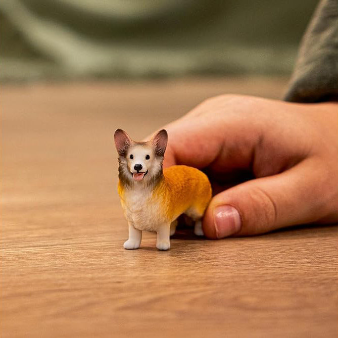 corgi gallese