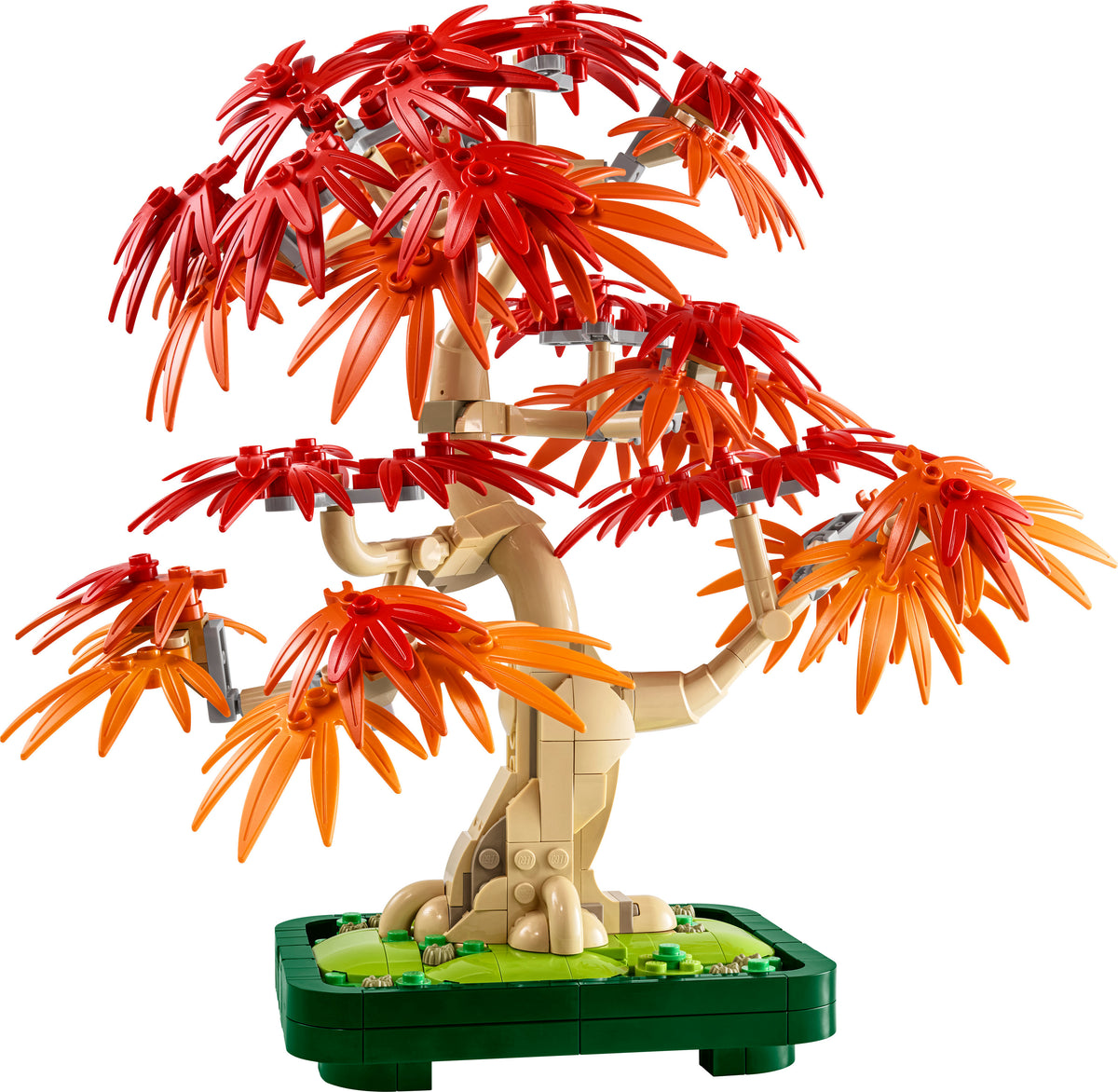 10348 - bonsai di acero rosso giapponese