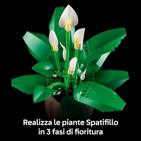 Botanicals 11504 spatifillo